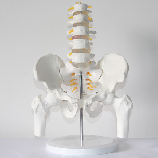 five-section-lumbar-spine-model-human-skeleton-model-with-font-b-pelvis-b-font-spine-Lumbar.jpg