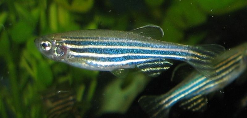 800px-Zebrafisch.jpg