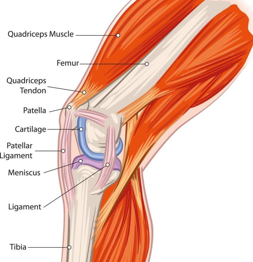 900-27473427-diagram-of-the-knee-joint.jpg
