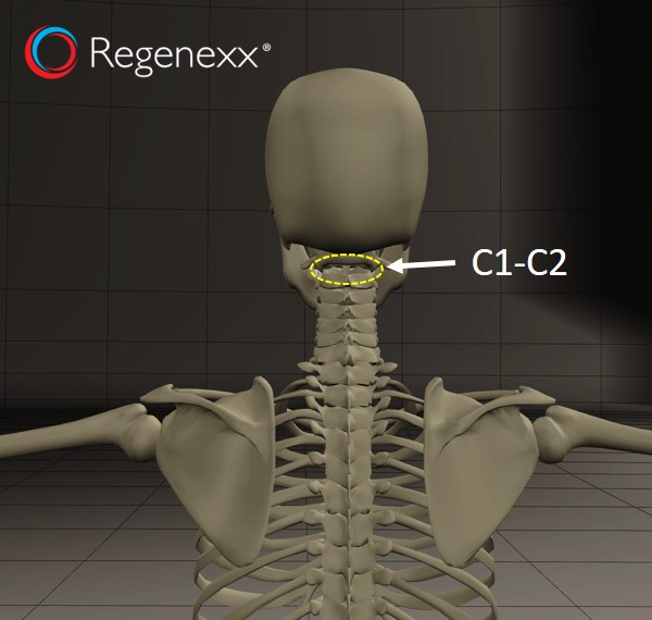 C1C2-facet-joint.jpg